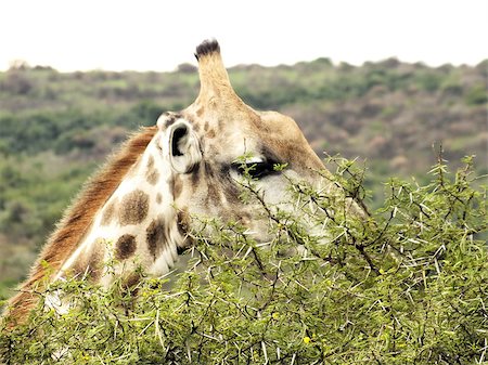 simsearch:400-08628372,k - Giraffes (Giraffa camelopardalis) usually inhabit savannas, grasslands and open woodlands where they prefer Acacia, Commiphora, Combretum and open Terminalia woodlands. This photo is a cvlose up of one browsing on an Acacia tree. Foto de stock - Super Valor sin royalties y Suscripción, Código: 400-07216538