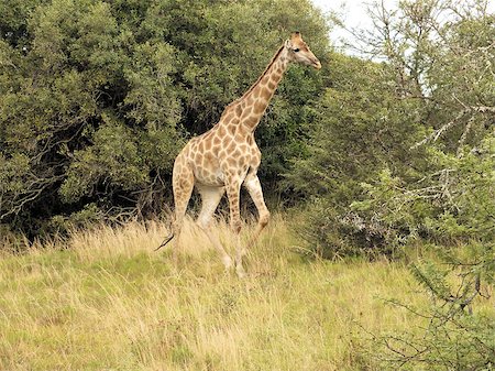 simsearch:400-08628372,k - The giraffe (Giraffa camelopardalis) is an African even-toed ungulate mammal, the tallest living terrestrial animal and the largest ruminant. The South African giraffe, G. c. giraffa, is found in northern South Africa, southern Botswana, southern Zimbabwe, and south-western Mozambique. Foto de stock - Super Valor sin royalties y Suscripción, Código: 400-07216539