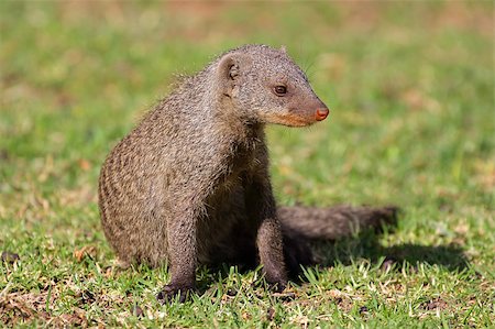simsearch:400-05888526,k - Banded mongoose (Mungos mungo), southern Africa Photographie de stock - Aubaine LD & Abonnement, Code: 400-07216530