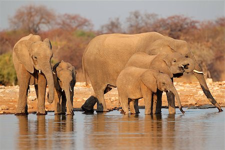 simsearch:400-07430708,k - African elephants (Loxodonta africana) drinking water, Etosha National Park, Namibia Stock Photo - Budget Royalty-Free & Subscription, Code: 400-07216532