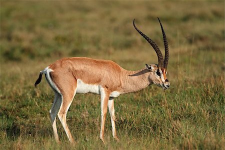 Male Grants gazelle (Nanger granti), Lake Nakuru National Park, Kenya Stock Photo - Budget Royalty-Free & Subscription, Code: 400-07216533