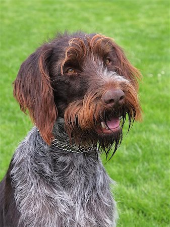 simsearch:400-06557689,k - Typical Bohemian Wire-haired Pointing Griffon Photographie de stock - Aubaine LD & Abonnement, Code: 400-07216566