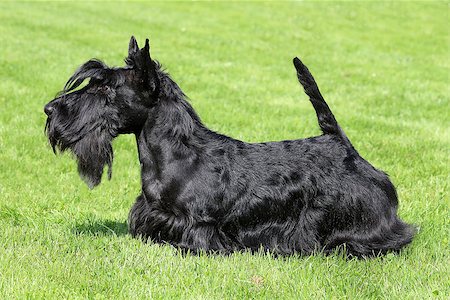 schottischer terrier - Black Scottish Terrier on a green grass lawn Stockbilder - Microstock & Abonnement, Bildnummer: 400-07216561