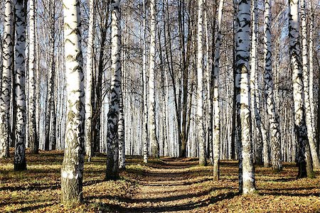 elenakovaleva (artist) - Sunny pathway in november autumn birch grove Stockbilder - Microstock & Abonnement, Bildnummer: 400-07216679