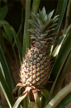 This is an Pineapple growing in the garden. The  Pineapple is a plant of Bromeliaceae (the bromeliads) family. Foto de stock - Super Valor sin royalties y Suscripción, Código: 400-07216716