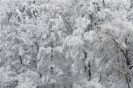 All trees are snow-covered. This is a forest after the snowfall. Fotografie stock - Microstock e Abbonamento, Codice: 400-07216718