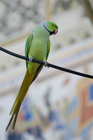 perruche - Typical indian rose-ringed parakeet, Scientific name psittacula krameri Photographie de stock - Aubaine LD & Abonnement, Code: 400-07217273