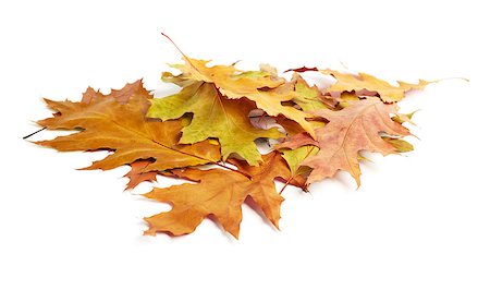 simsearch:400-07505799,k - heap of yellow autumn leaves on white background Stock Photo - Budget Royalty-Free & Subscription, Code: 400-07217362