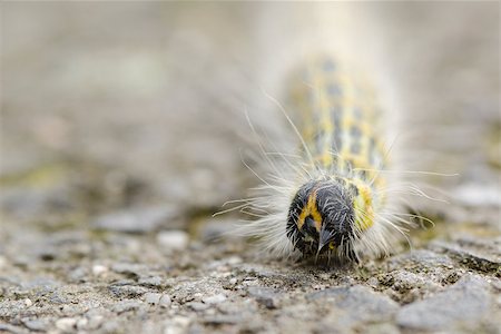 simsearch:400-04989239,k - Hairy yellow caterpillar walking on the ground Stock Photo - Budget Royalty-Free & Subscription, Code: 400-07217404