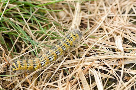 simsearch:400-04989239,k - Hairy yellow caterpillar walking on the ground Fotografie stock - Microstock e Abbonamento, Codice: 400-07217403