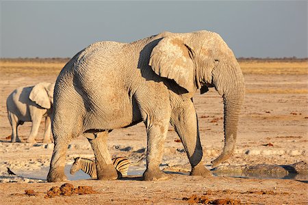 simsearch:400-07430708,k - Large African bull elephant (Loxodonta africana), Etosha National Park, Namibia Stock Photo - Budget Royalty-Free & Subscription, Code: 400-07217587