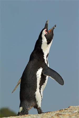 simsearch:400-06330325,k - African penguin (Spheniscus demersus) calling, against a blue sky, Western Cape, South Africa Photographie de stock - Aubaine LD & Abonnement, Code: 400-07217588