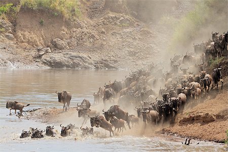 Migratory blue wildebeest (Connochaetes taurinus) crossing the Mara river, Masai Mara National Reserve, Kenya Stock Photo - Budget Royalty-Free & Subscription, Code: 400-07217596