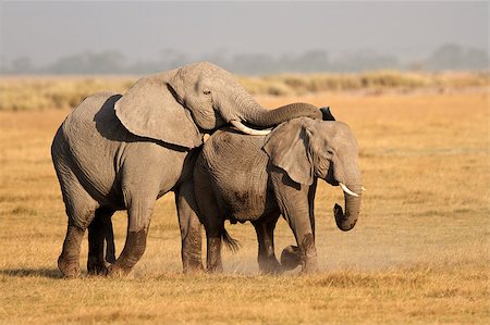 simsearch:400-07216532,k - African elephants (Loxodonta africana) mating, Amboseli National Park, Kenya Foto de stock - Super Valor sin royalties y Suscripción, Código: 400-07217592