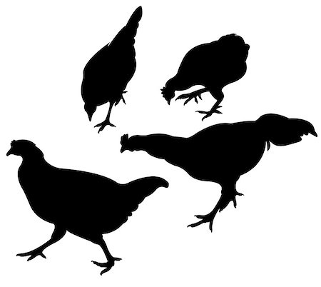 simsearch:400-08833742,k - chicken silhouette vector Stock Photo - Budget Royalty-Free & Subscription, Code: 400-07218601