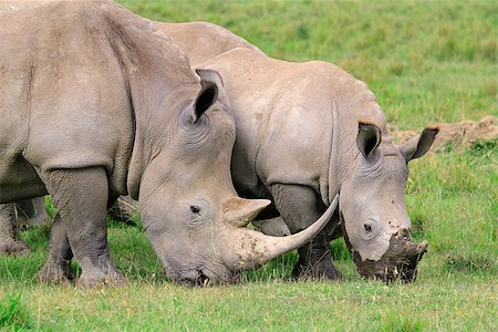 simsearch:400-04455503,k - White rhinoceros (Ceratotherium simum) feeding in open grassland, Lake Nakuru National Park, Kenya Stock Photo - Budget Royalty-Free & Subscription, Code: 400-07218689