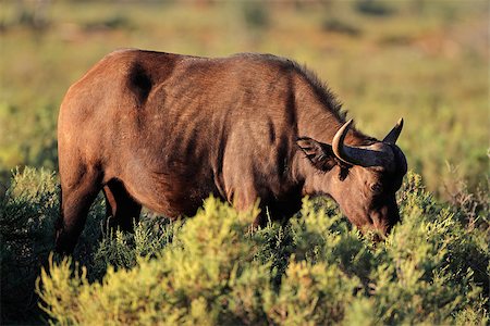 simsearch:400-07555167,k - Feeding African or Cape buffalo (Syncerus caffer), South Africa Stock Photo - Budget Royalty-Free & Subscription, Code: 400-07218681