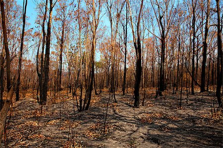 Blackened trees and fallen leaves are all that remain after bushfire obliterates all undergrowth and scrub exposing the bare dirt. Stock Photo - Budget Royalty-Free & Subscription, Code: 400-07218884