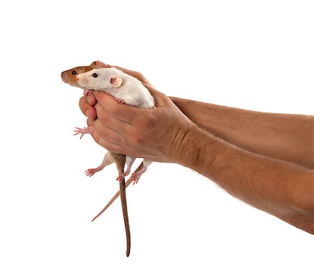 simsearch:400-07292747,k - Two rats in human outstretched hands. Isolated on white background. Photographie de stock - Aubaine LD & Abonnement, Code: 400-07219025