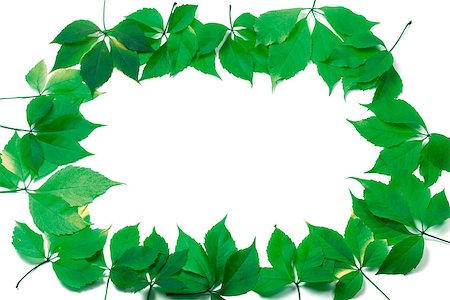 simsearch:622-02354988,k - Green leaves frame isolated on white background Stock Photo - Budget Royalty-Free & Subscription, Code: 400-07219044