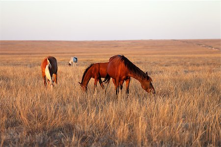 steppe horse - Horses grazing in pasture Stock Photo - Budget Royalty-Free & Subscription, Code: 400-07219067