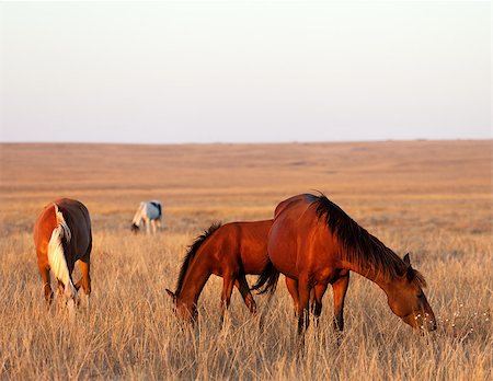 steppe horse - Three horses grazing in pasture Stock Photo - Budget Royalty-Free & Subscription, Code: 400-07219072