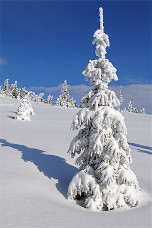 This is cheerful winter day. Fir-tree covered with frost and snow is in the foreground. Foto de stock - Super Valor sin royalties y Suscripción, Código: 400-07219209