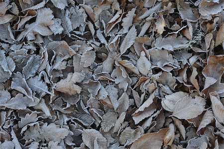 simsearch:6102-03905887,k - This is a frozen leaves background. Thick crystals of hoar frost are seen on the leaves. Photographie de stock - Aubaine LD & Abonnement, Code: 400-07219210