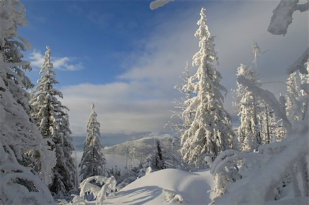 This is a winter in Carpathian Mountains, Ukraine. Fir-trees covered with ice and snow are in the foreground. Stockbilder - Microstock & Abonnement, Bildnummer: 400-07219212