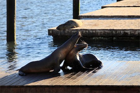 This is PIER 39 and the sea lions in San Francisco. Stock Photo - Budget Royalty-Free & Subscription, Code: 400-07219227