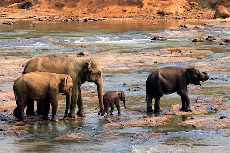 Family of Indian elephants. Pinnawela Elephant Orphanage on Sri Lanka Stock Photo - Budget Royalty-Free & Subscription, Code: 400-07219234