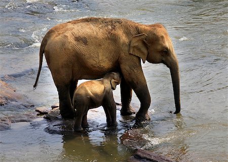 Family of Indian elephants. Pinnawela Elephant Orphanage on Sri Lanka Stock Photo - Budget Royalty-Free & Subscription, Code: 400-07219237
