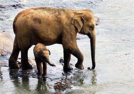 Family of Indian elephants. Pinnawela Elephant Orphanage on Sri Lanka Stock Photo - Budget Royalty-Free & Subscription, Code: 400-07219238