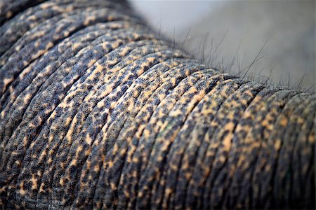 simsearch:400-07232278,k - Trunk of the elephant close-up Foto de stock - Royalty-Free Super Valor e Assinatura, Número: 400-07219230