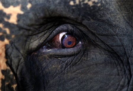 Elephant eye close-up. Bali. Indonesia Stock Photo - Budget Royalty-Free & Subscription, Code: 400-07219233