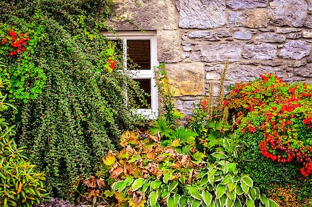 daffodil and landscape - Colorful garden plants and flowers with wall and window background Stock Photo - Budget Royalty-Free & Subscription, Code: 400-07219255