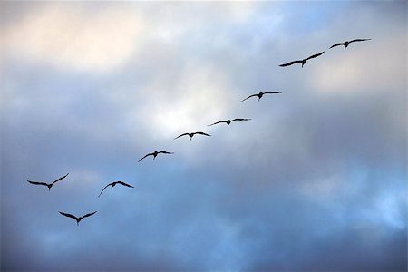 Flying group of seagulls in a blue sky Stock Photo - Budget Royalty-Free & Subscription, Code: 400-07219326