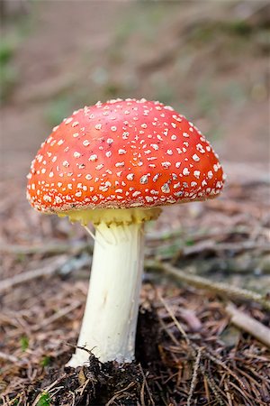 simsearch:400-06094336,k - Amanita muscaria, commonly known as the fly agaric or fly amanita. The mushroom grows in the forest. Photographie de stock - Aubaine LD & Abonnement, Code: 400-07210014