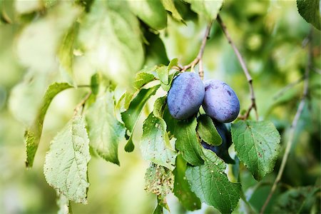 domestica - blue ripe plum in home orchard width shallow focus Photographie de stock - Aubaine LD & Abonnement, Code: 400-07210017