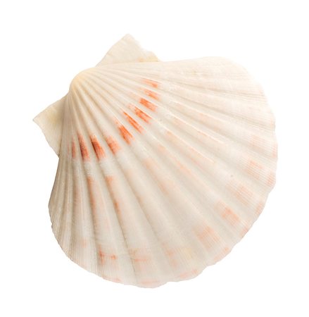 simsearch:400-07553606,k - Scallop shell white isolated studio shot Stock Photo - Budget Royalty-Free & Subscription, Code: 400-07210107
