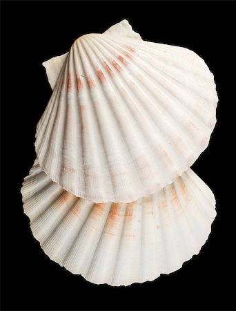 simsearch:400-07553606,k - Scallop shell. Black isolated Stock Photo - Budget Royalty-Free & Subscription, Code: 400-07210108