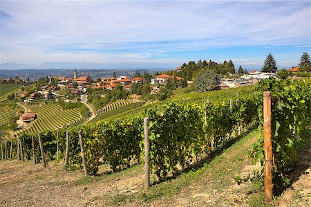 simsearch:879-09191122,k - Vineyards on the hills and small town on background under beautiful autumnal sky in Piedmont, Northern Italy. Fotografie stock - Microstock e Abbonamento, Codice: 400-07210148