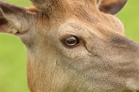 deer antlers close up - Close up of a young male Red Deers face Stock Photo - Budget Royalty-Free & Subscription, Code: 400-07210200