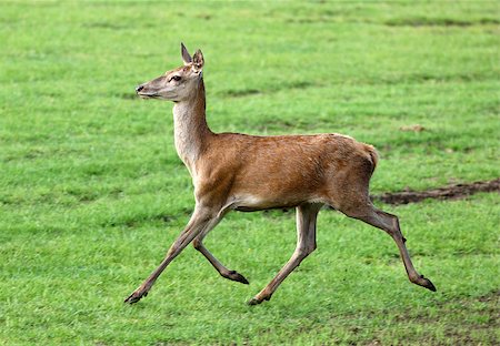 scooperdigital (artist) - Close up of a female Red Deer running Foto de stock - Royalty-Free Super Valor e Assinatura, Número: 400-07210213