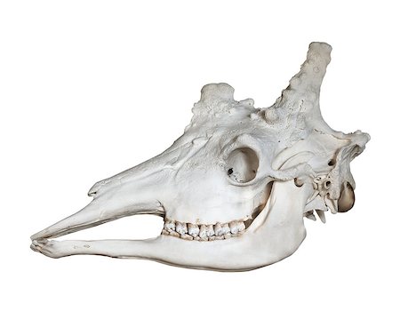 simsearch:400-07210494,k - Skull of an adult giraffe isolated on white background Stock Photo - Budget Royalty-Free & Subscription, Code: 400-07210494