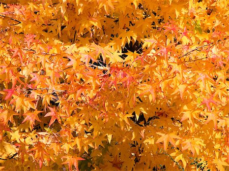 simsearch:400-06852043,k - typical autumn foliage Fotografie stock - Microstock e Abbonamento, Codice: 400-07210564