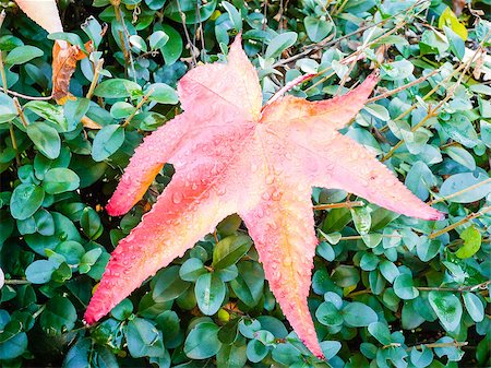 simsearch:400-06852043,k - typical autumn foliage Fotografie stock - Microstock e Abbonamento, Codice: 400-07210566