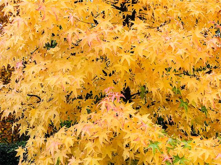 simsearch:400-06852043,k - typical autumn foliage Fotografie stock - Microstock e Abbonamento, Codice: 400-07210563