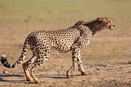 Alert cheetah (Acinonyx jubatus), Kalahari desert, South Africa Stock Photo - Budget Royalty-Free & Subscription, Code: 400-07210580