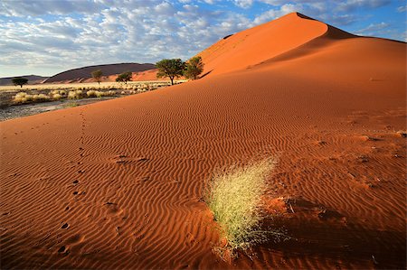 simsearch:400-04473063,k - Desert landscape with red sand dunes and grass, Sossusvlei, Namibia Foto de stock - Super Valor sin royalties y Suscripción, Código: 400-07210582